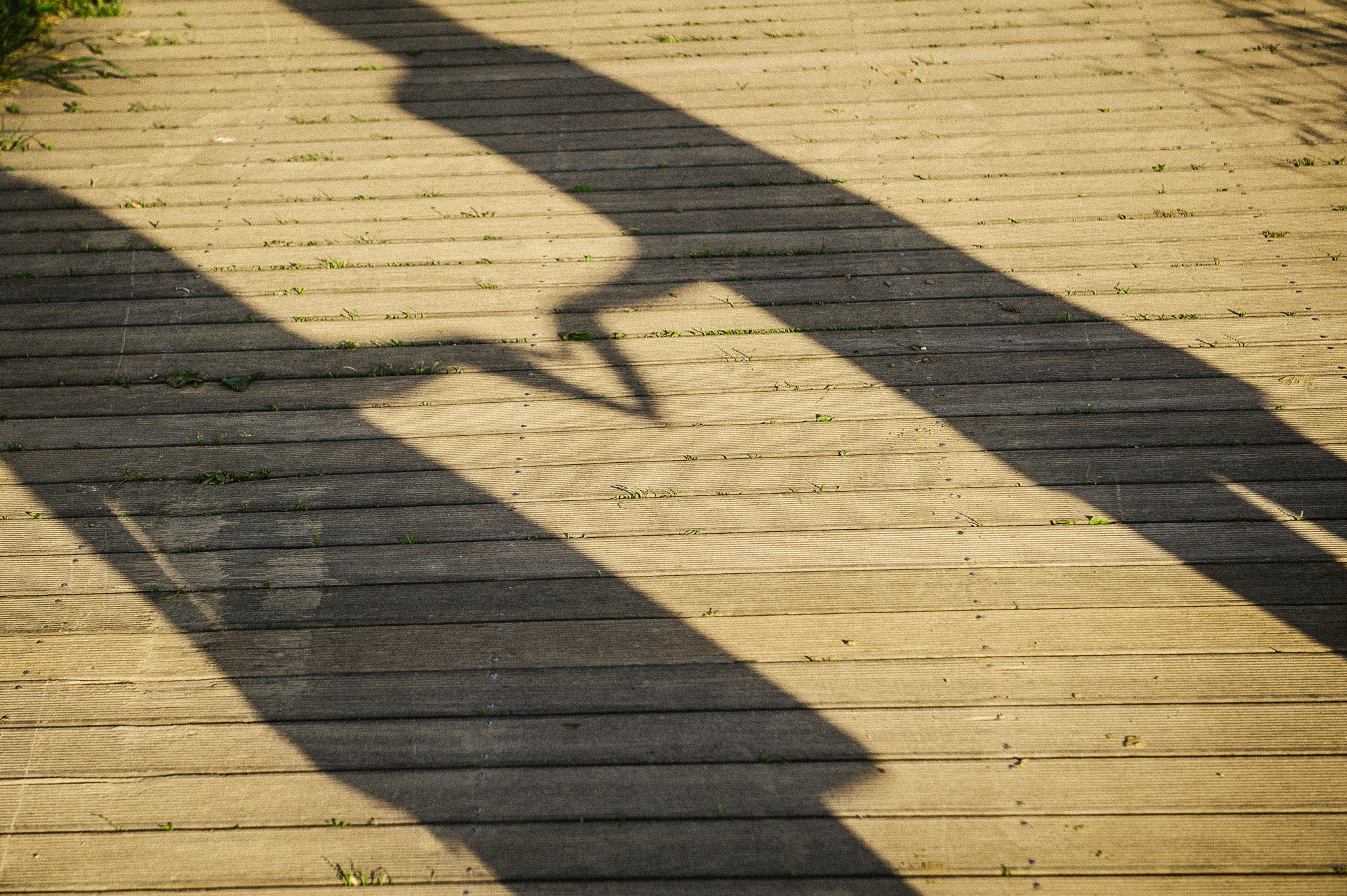 SFS Girls — photo 3